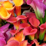 bulbes callas petit prix - fin de saison